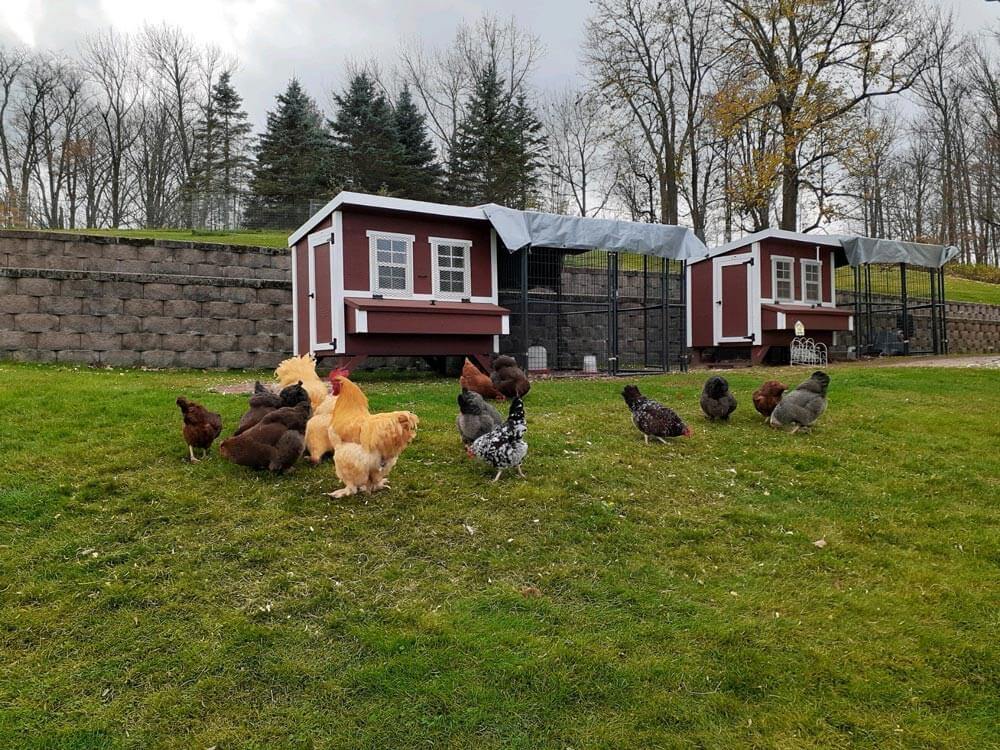 Two OverEZ large chicken coops with runs, spacious shelter for up to 15 chickens, featuring sturdy construction and ventilation.