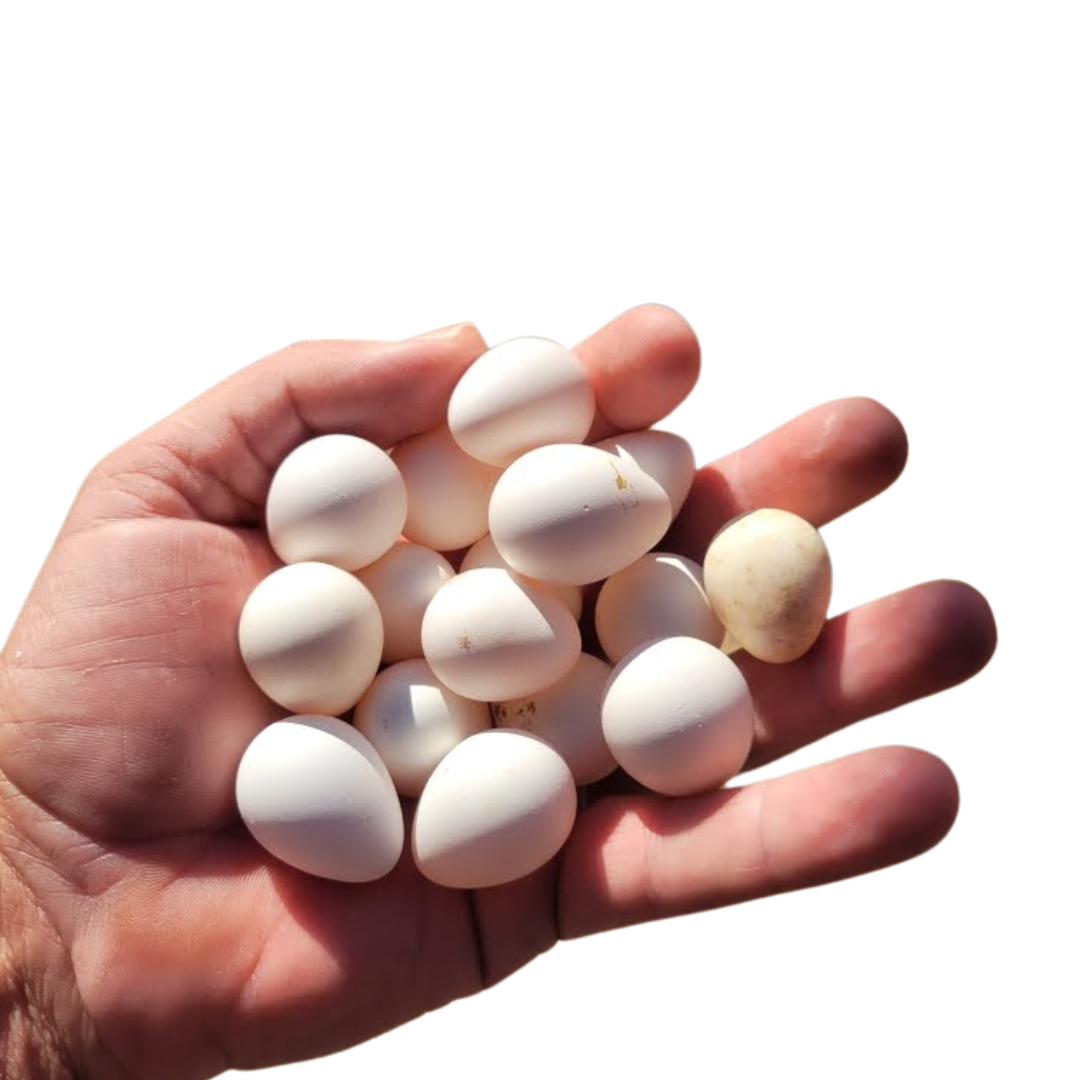 Georgia Giant Quail Hatching Eggs from Quailz.com by Undique LLC, showing a close-up of fresh quail eggs on a white surface.
