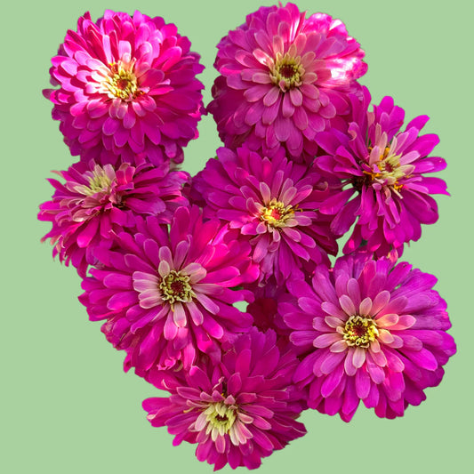 Zinnia Uproar 'Rose' flower seeds from John's Plant Adventures, showing vibrant pink flower buds and green foliage.