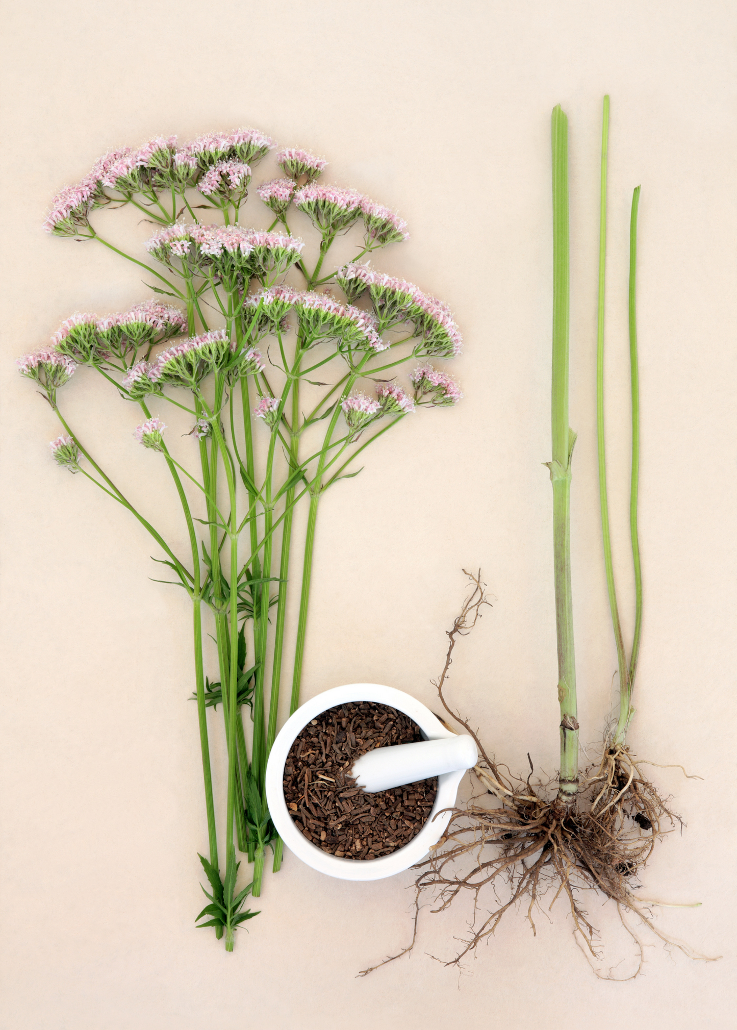 Fresh Valerian Root herb plant by Sow Exotic, showing leafy plant with root system for herbal remedies and natural health.