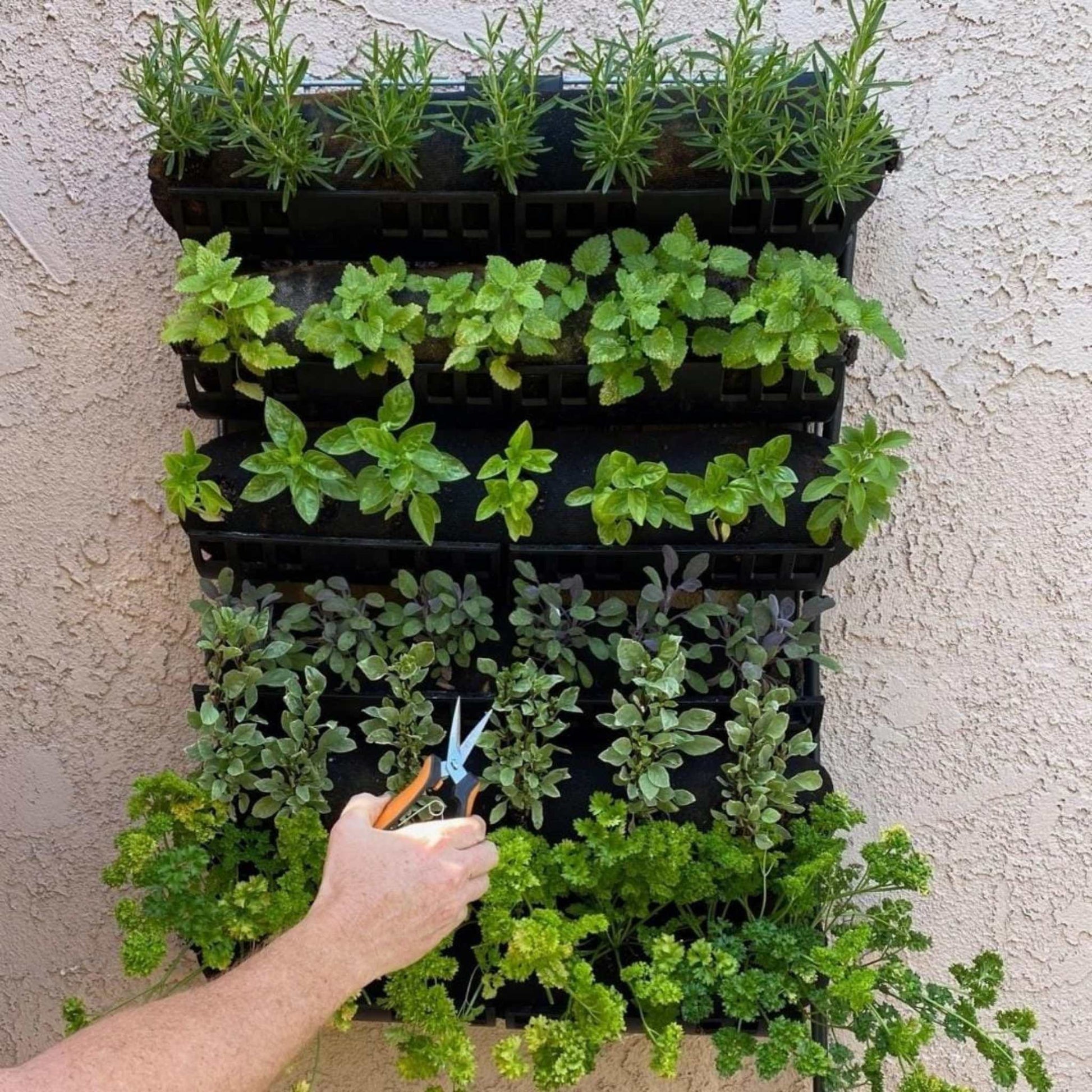 Varden™ Kitchen Garden by Bootstrap Farmer with herbs growing on a stucco wall, ideal for urban gardening and fresh herb cultivation.