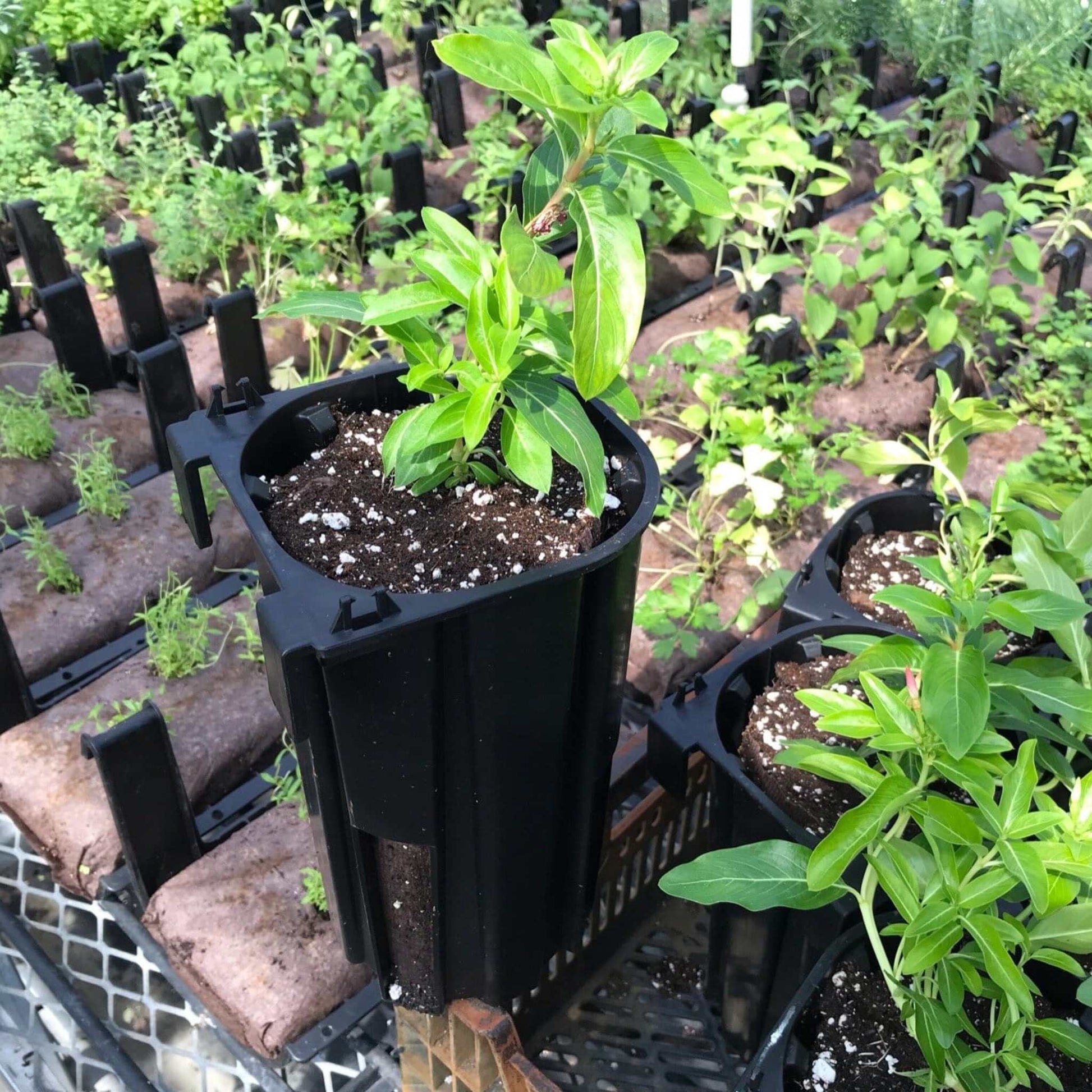 Varden™ Sleeve by Bootstrap Farmer showing a planted seedling in a protective, breathable plant sleeve for gardening.
