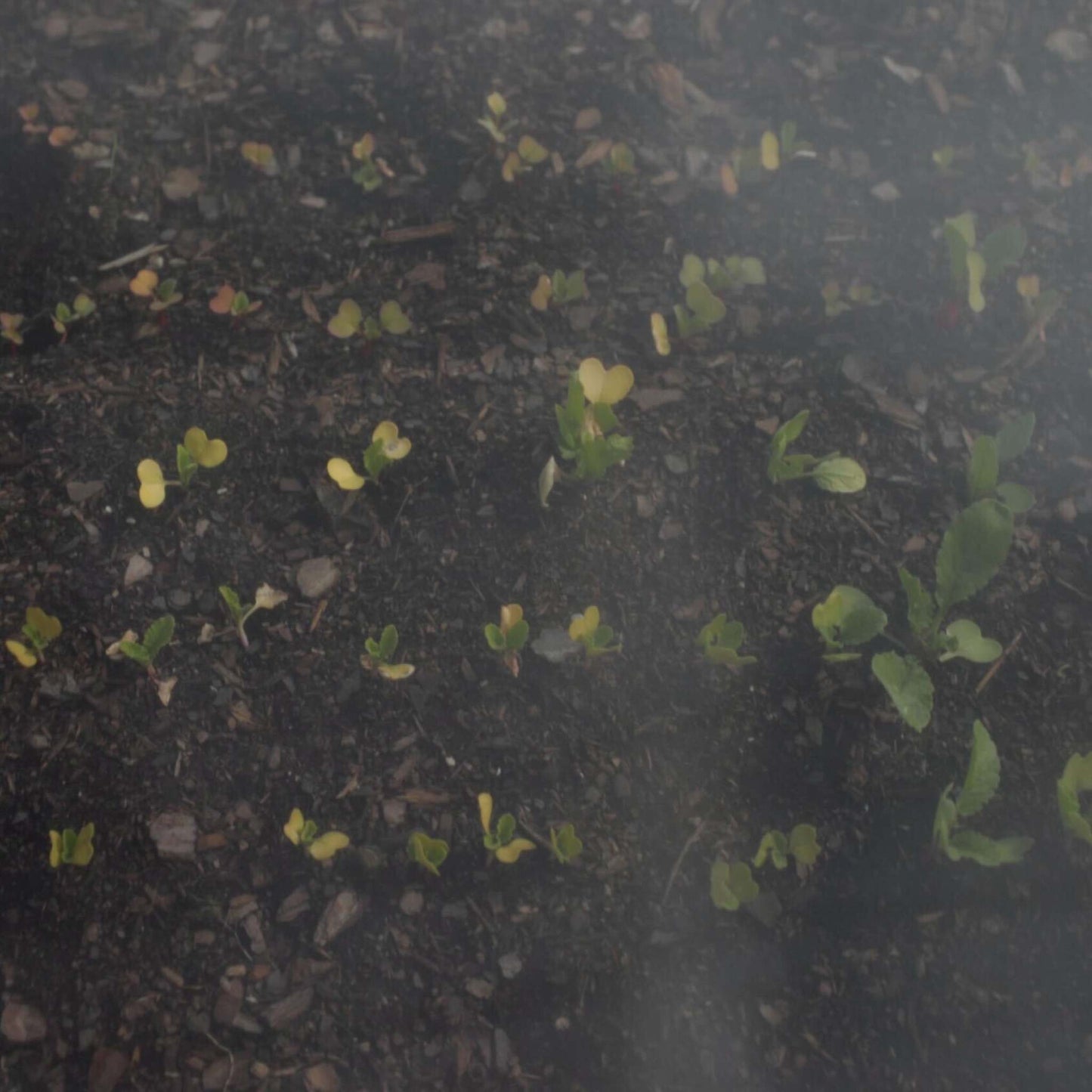 View of Bootstrap Farmer heavy-duty insect netting covering seedlings to protect plants from pests.