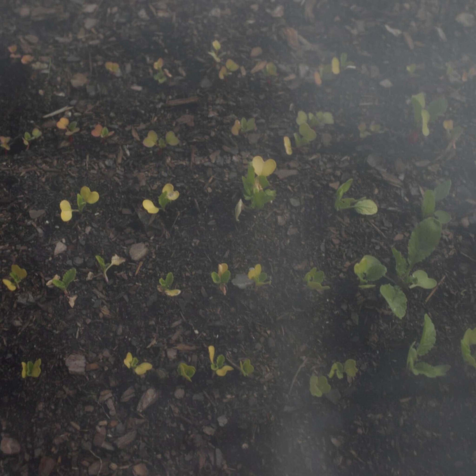 View of Bootstrap Farmer heavy-duty insect netting covering seedlings to protect plants from pests.