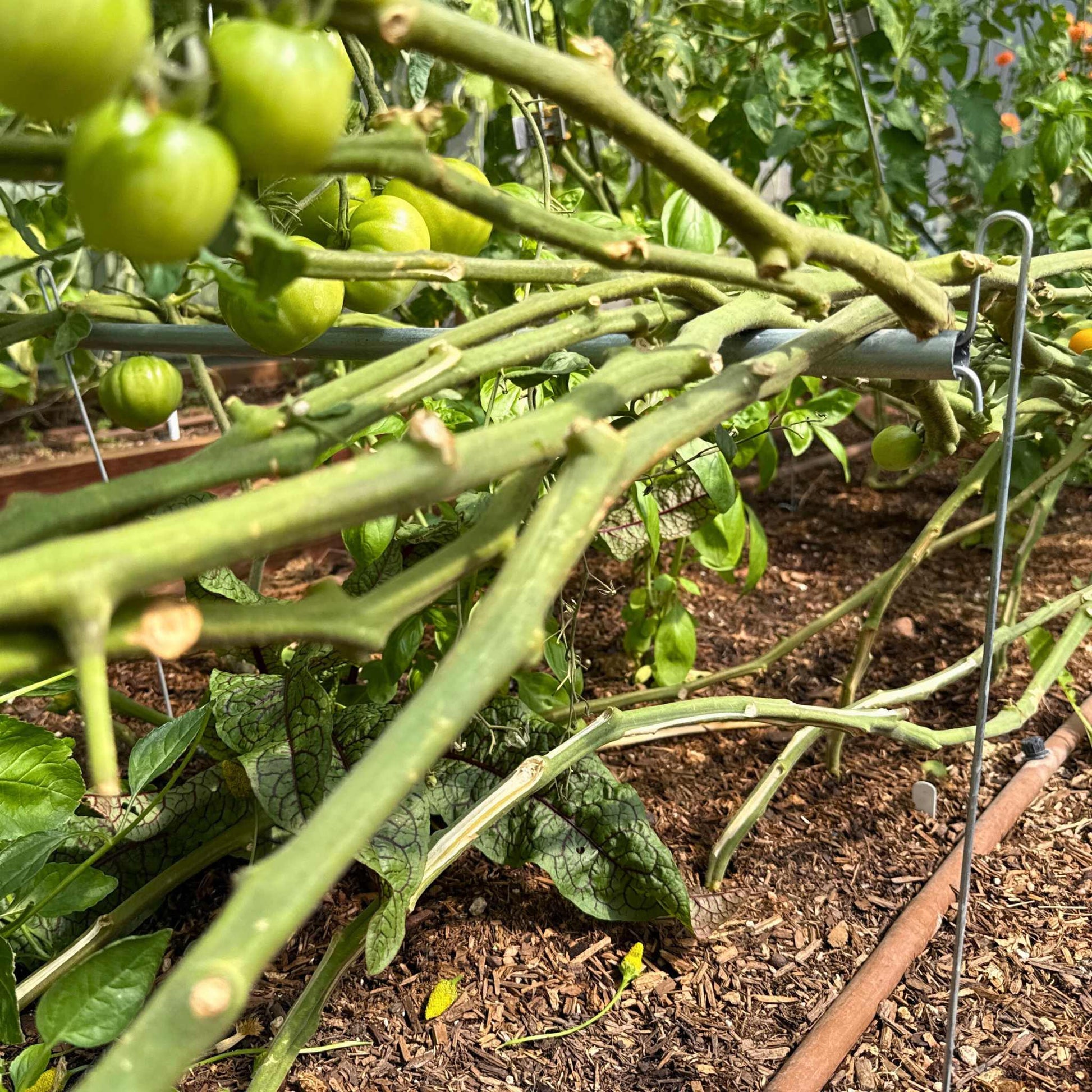 Bootstrap Farmer Vine Buddy trellis support for plants, shown from the side in a garden setting, providing sturdy plant support.
