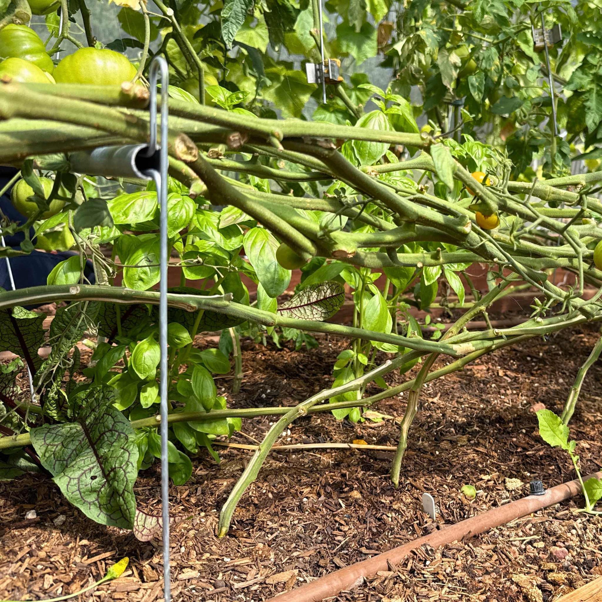 Bootstrap Farmer Vine Buddy Trellis Support for tomato plants, providing sturdy plant support for healthy growth.