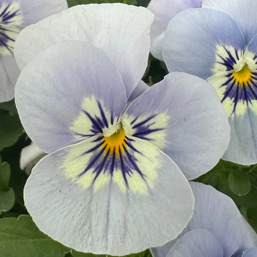 Viola Sorbet 'Marina Blue' seeds from John's Plant Adventures, showing vibrant blue flower seeds on a white background.