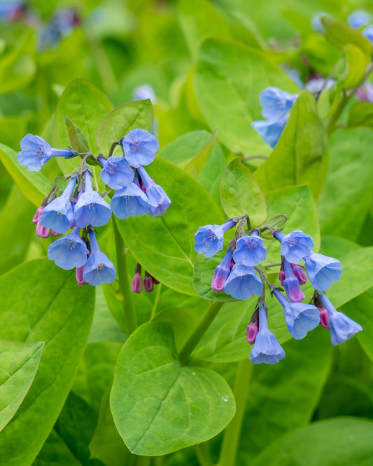 Virginia Bluebells wildflower root divisions by BloomingBulb, showing vibrant blue bell-shaped flowers and lush green foliage.