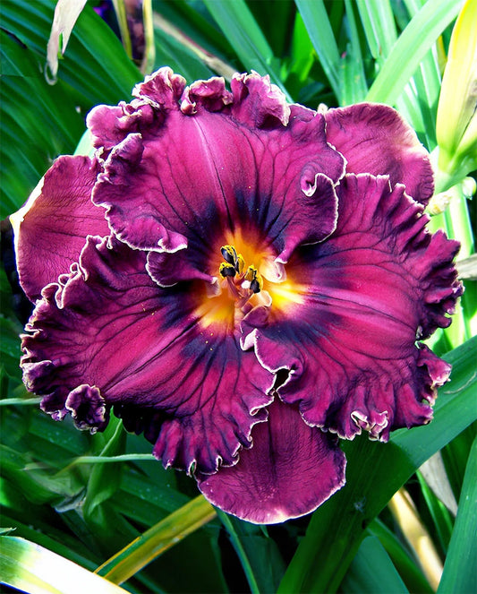 Single fan division of Voyager Daylily by BloomingBulb, showcasing vibrant orange flowers with ruffled petals.