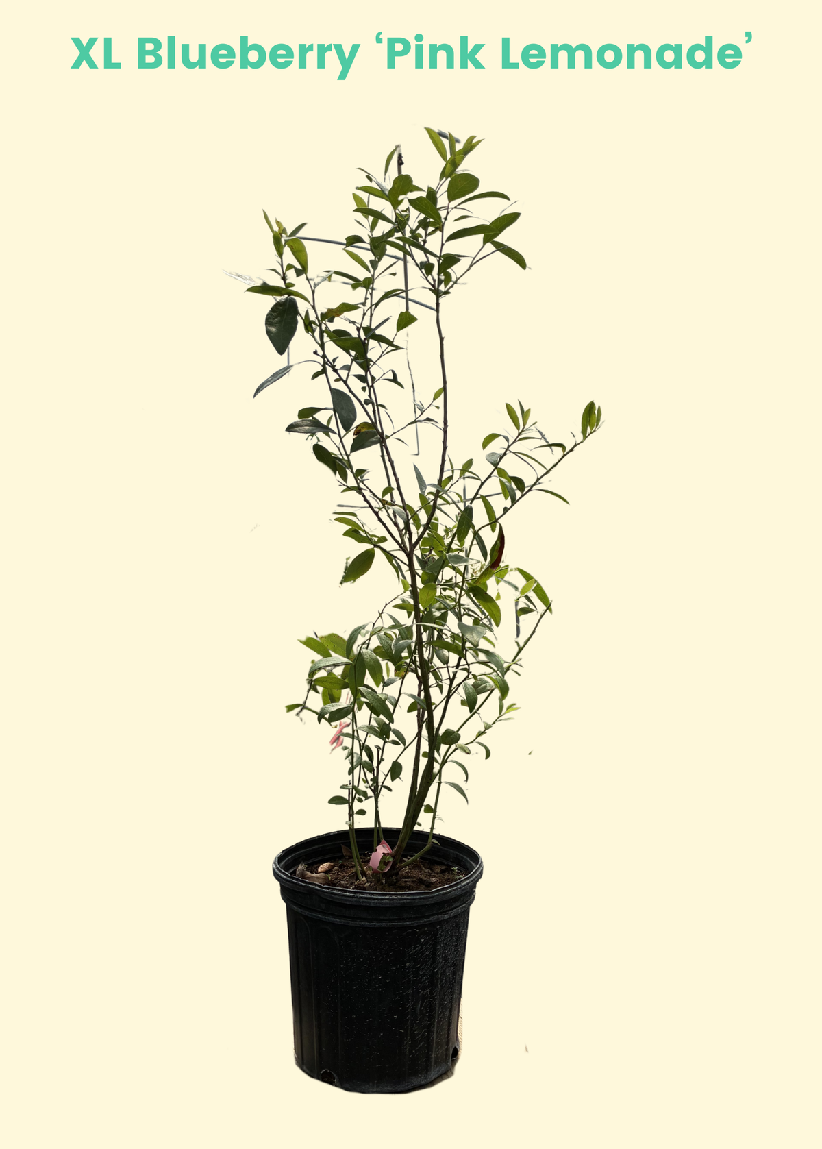 Blueberry 'Pink Lemonade' fruiting plant by Sow Exotic, showing lush green leaves and developing blueberries on the shrub.