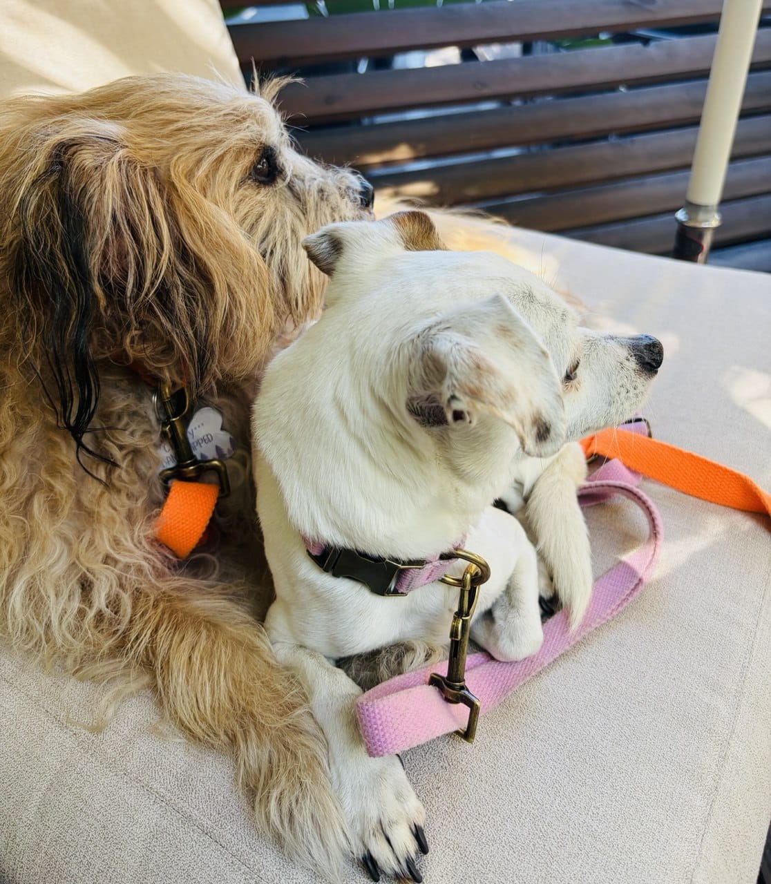 Tilley + Me hemp cotton dog leash, durable and lightweight, showing the soft, adjustable, sustainable leash in natural hemp color.