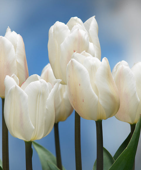 White Marvel Single Early Tulip bulbs by BloomingBulb, showcasing white tulip flowers with pointed petals in a garden setting