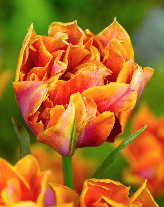 Willem van Oranje double early tulip bulbs from BloomingBulb, showing vibrant orange and yellow tulip blooms ready to plant.