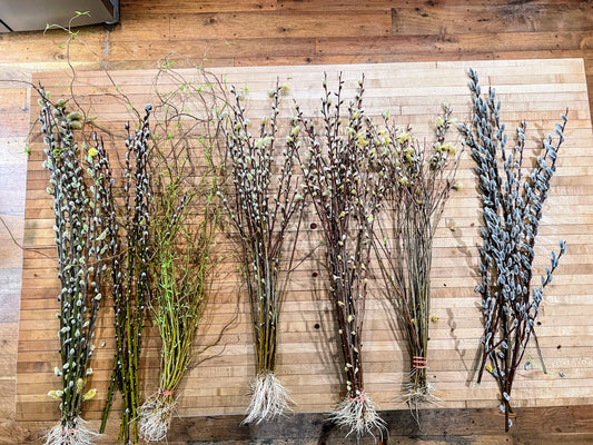 Showy Catkin Pussy Willow Mix from The Farm On Central in a decorative cornucopia arrangement with lush pussy willow catkins.