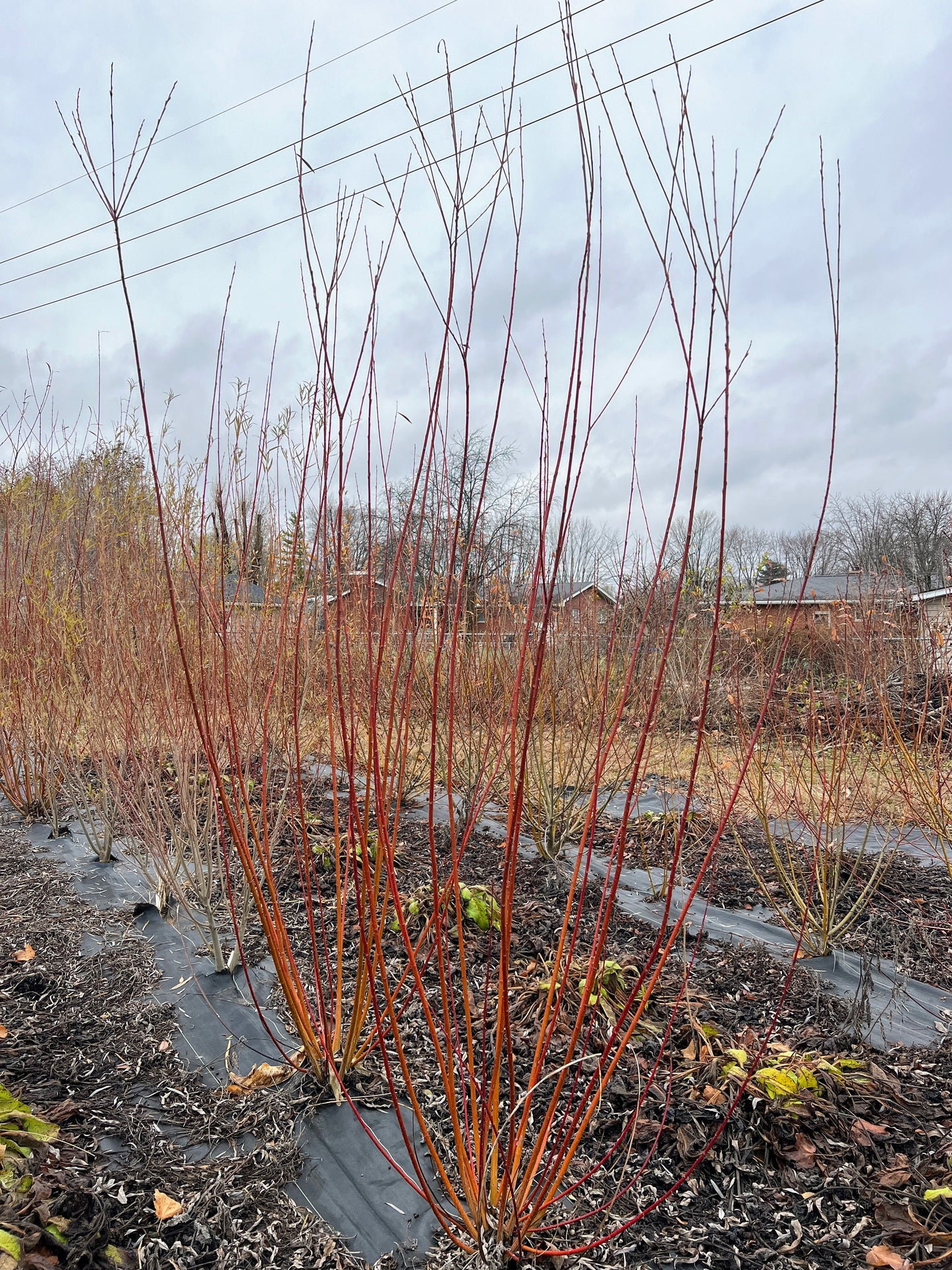Fresh winter green willow branch from The Farm On Central, showcasing lush green leaves and natural winter foliage.