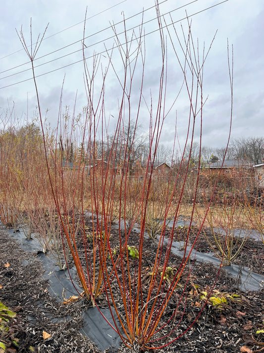 Fresh winter green willow branch from The Farm On Central, showcasing lush green leaves and natural winter foliage.