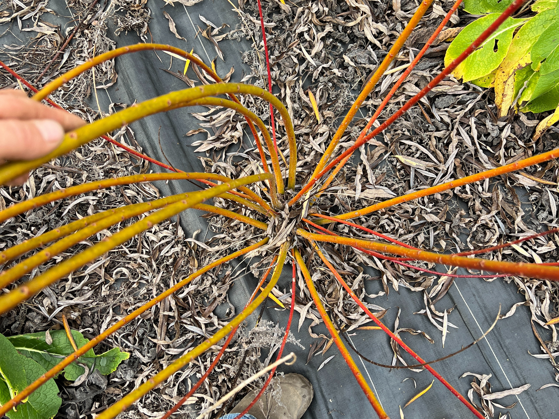 Winter Green Willow plant from The Farm On Central with lush, vibrant green willow branches suitable for decorative arrangements