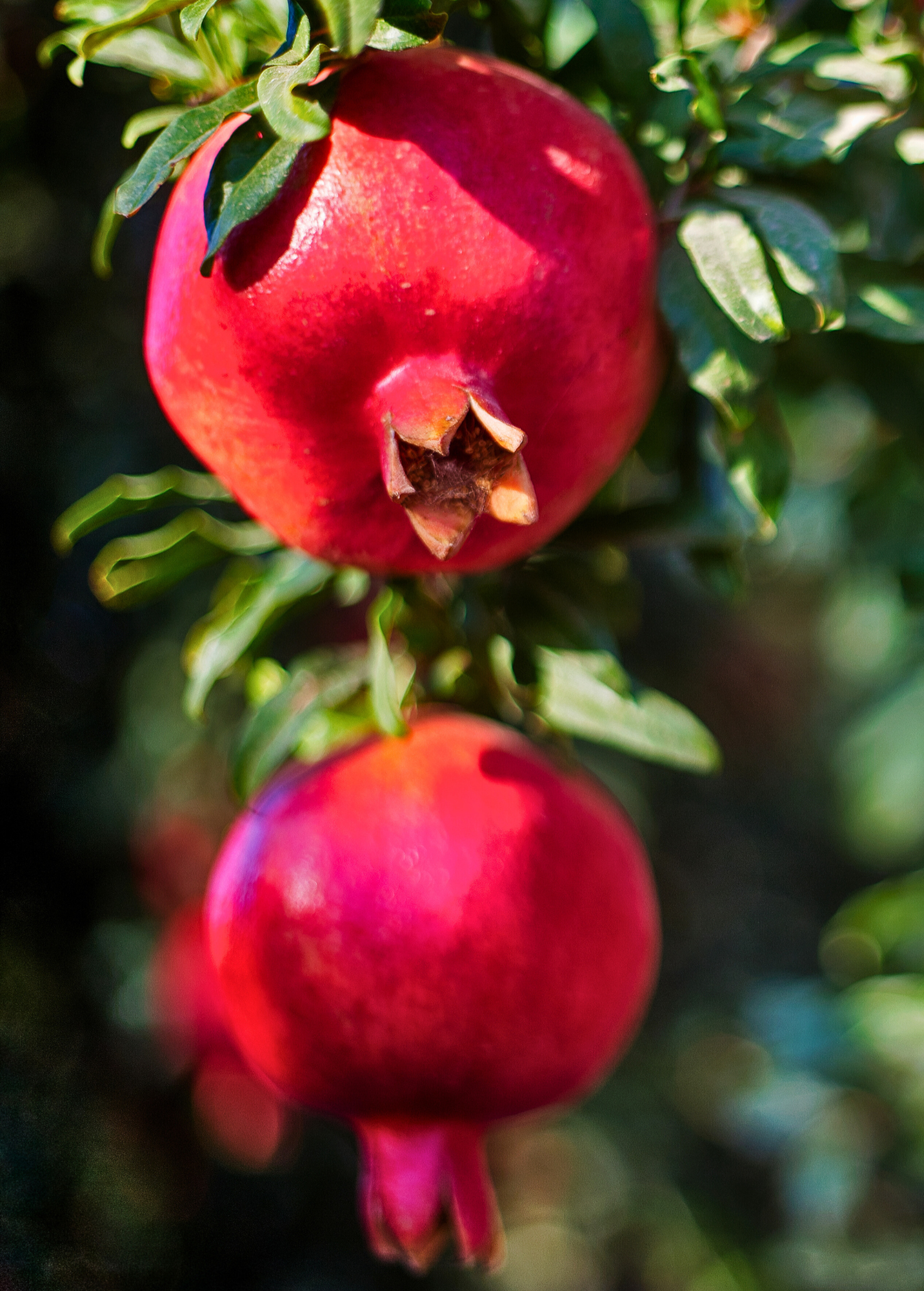 Healthy pomegranate 'Wonderful' tree from Sow Exotic, showing lush green leaves and developing fruit buds on a tropical fruit tree.