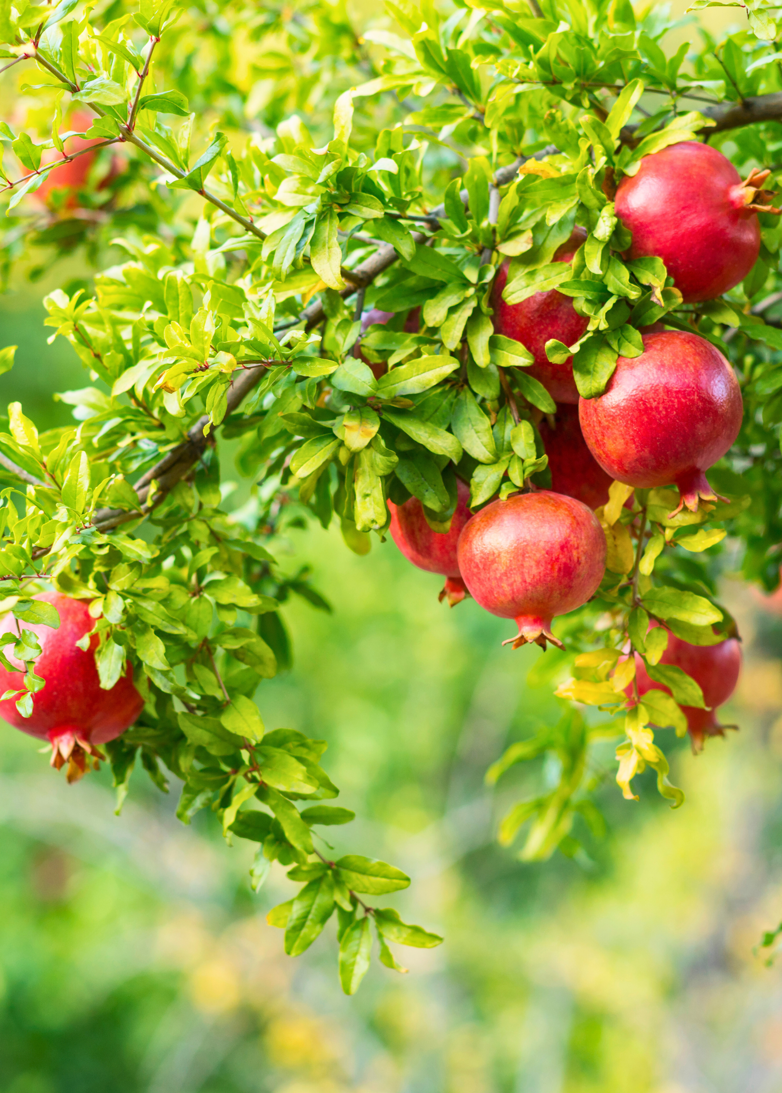 Healthy pomegranate 'Wonderful' fruit tree from Sow Exotic, with lush green foliage and developing fruit clusters.