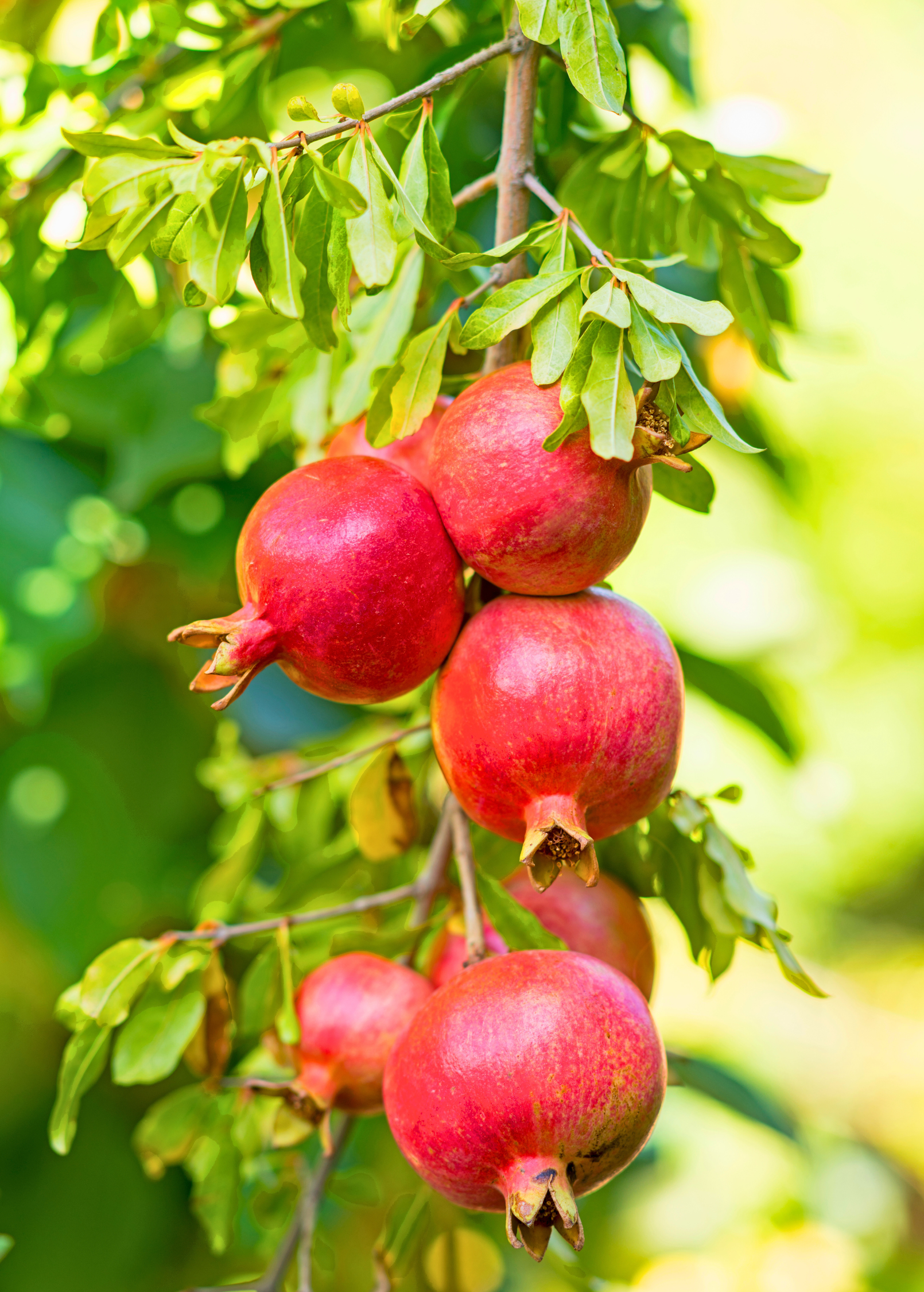 Pomegranate 'Wonderful' tropical fruit tree from Sow Exotic with lush green leaves and developing red pomegranate fruit.