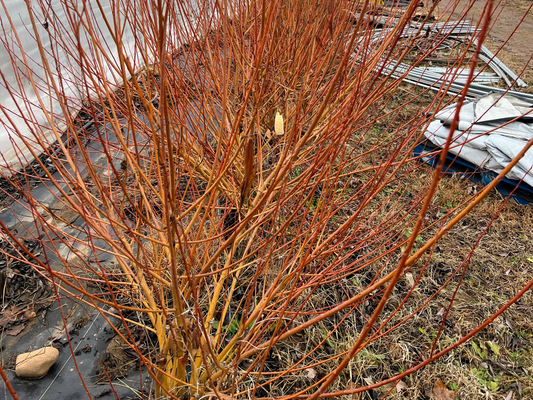 Yellow Flame Willow tree with bright yellow leaves and graceful branches, showcasing vibrant foliage and natural elegance.