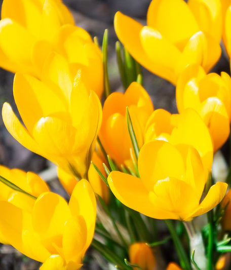 Bright yellow Mammoth flowering crocus bulbs from BloomingBulb, showcasing vibrant blooms and green foliage.