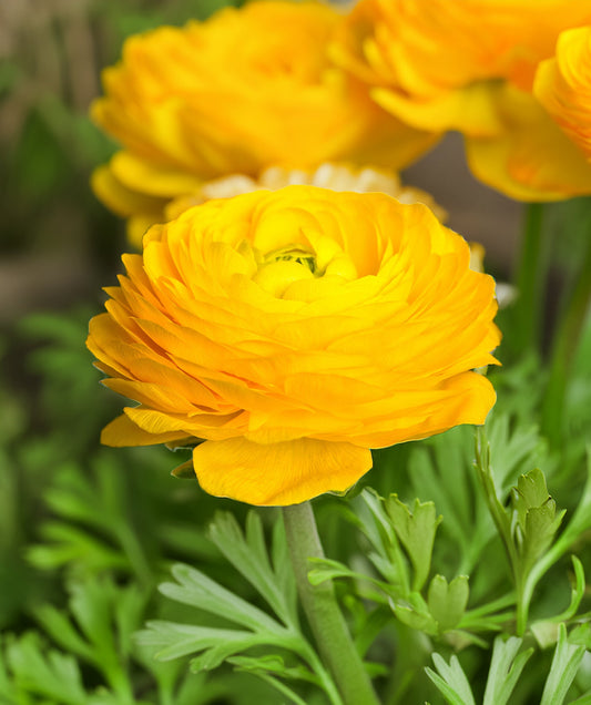 Yellow Ranunculus bulbs from BloomingBulb, ready for planting, showing vibrant yellow flower buds and green foliage.