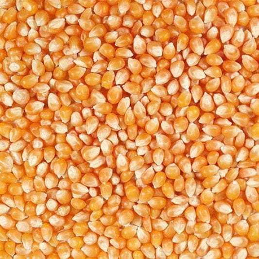 Organic yellow popcorn kernels in a 25 lb bag from Grain Place Foods, non-GMO, ideal for homemade popcorn.