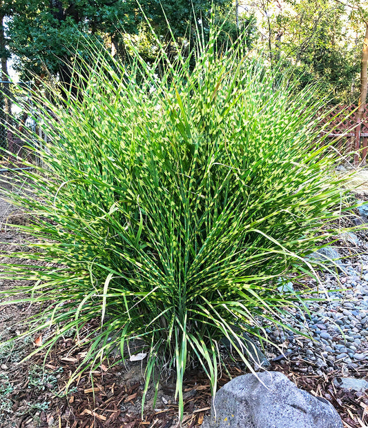 Three Zebra Grass bareroot plants from BloomingBulb, showcasing their striped foliage and growth habit.