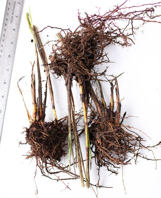 Three zebra grass bareroot plants from BloomingBulb, showcasing tall, striped ornamental grasses suitable for landscaping.
