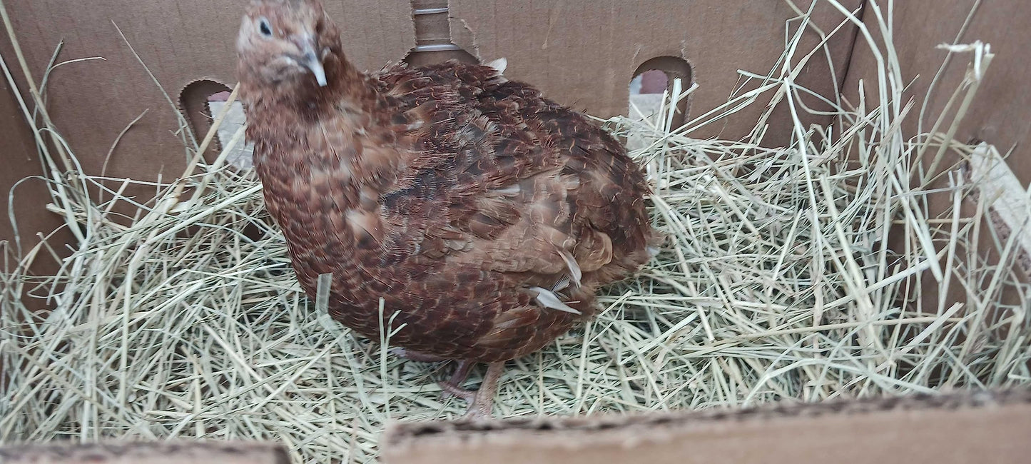 Red Range Coturnix Quail hatching eggs from Quailz.com, showing smooth brown eggs with reddish hue, ideal for incubation.