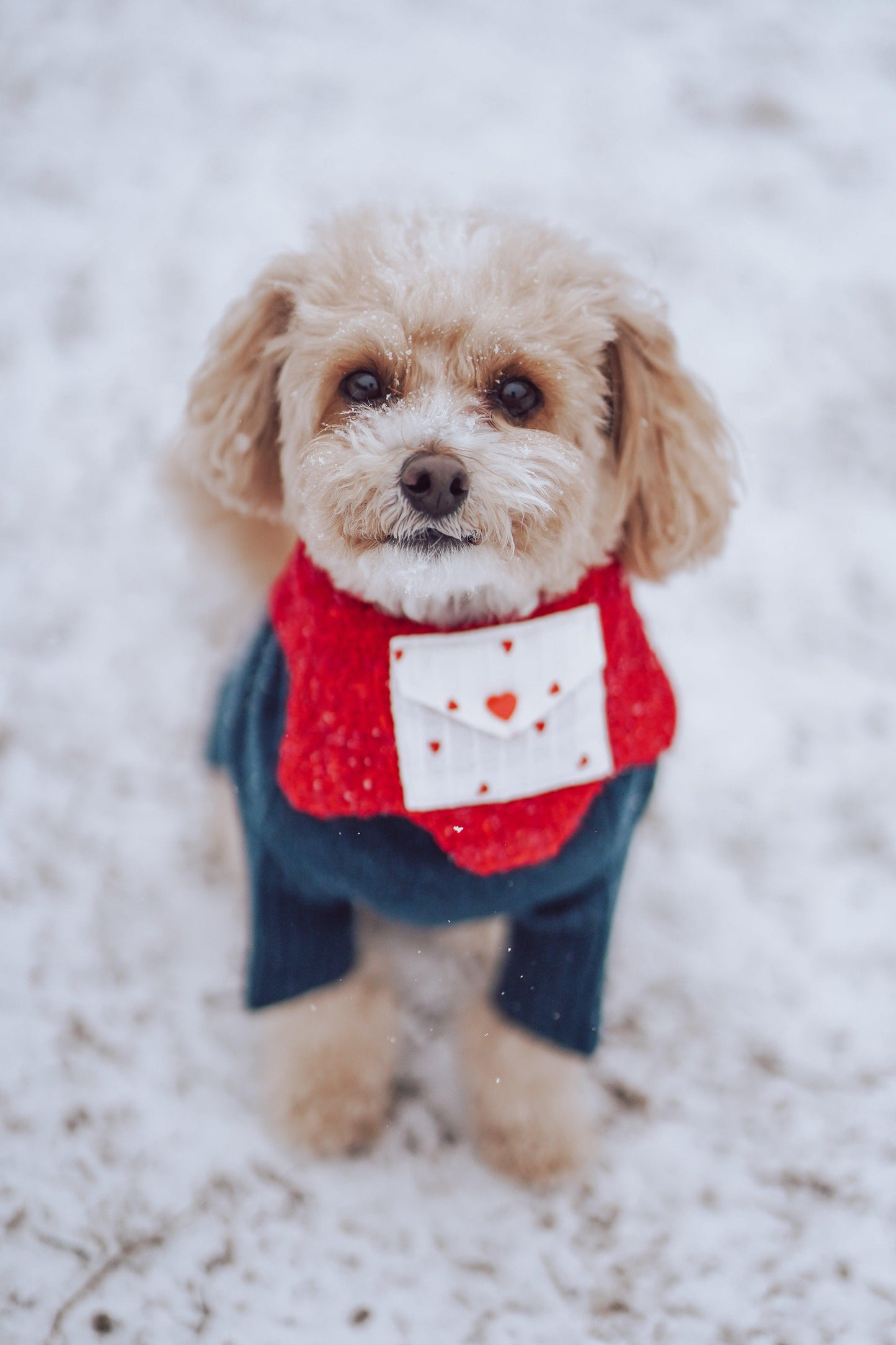 Reversible handmade BarkBarkBaby Love Note bandana featuring playful heart and love note patterns for dogs.