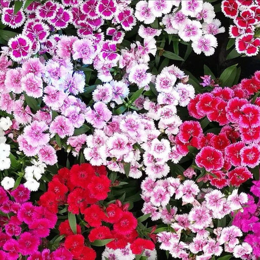 Mixed pink Dianthus flower seeds from Alliance of Native Seedkeepers, showing vibrant seed packets with colorful floral illustrations.