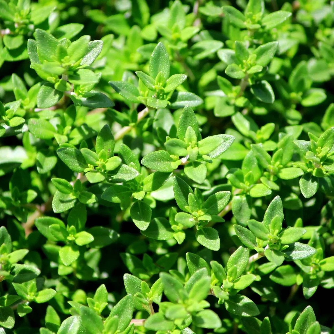 French thyme flower seeds from Alliance of Native Seedkeepers, fresh and ready for planting in your garden.