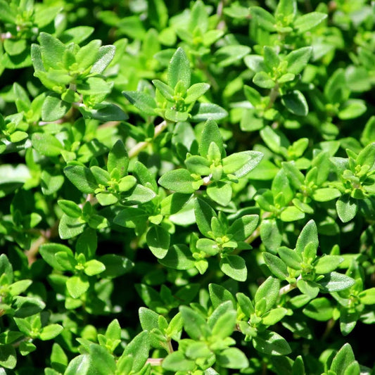 French thyme flower seeds from Alliance of Native Seedkeepers, fresh and ready for planting in your garden.