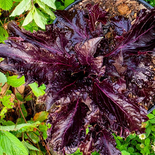Purple Ruffles basil seeds from Alliance of Native Seedkeepers, herb seeds for planting and growing aromatic basil in your garden.
