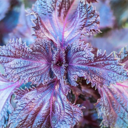 Shiso Seeds Murasakino herb seeds by Alliance of Native Seedkeepers, small dark seeds for growing Japanese shiso herb.