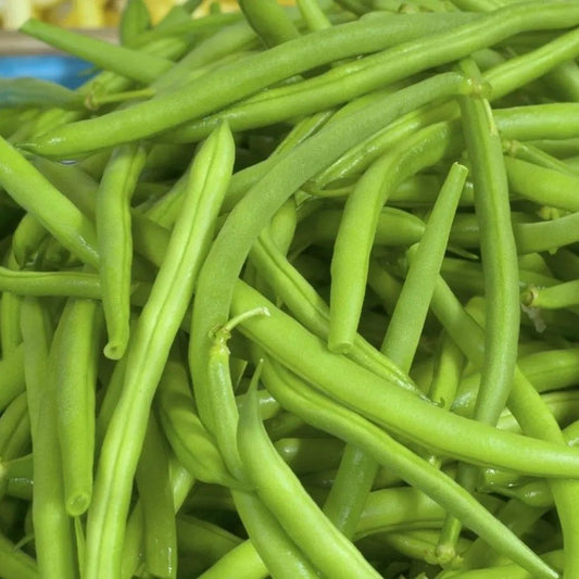 Bush bean seeds from Alliance of Native Seedkeepers, Jade Bush variety, vibrant green vegetable seeds for planting.