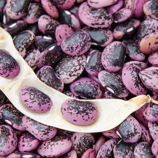 Pole runner bean seeds from Alliance of Native Seedkeepers, featuring Bear Paw Runner variety in natural green seed form.