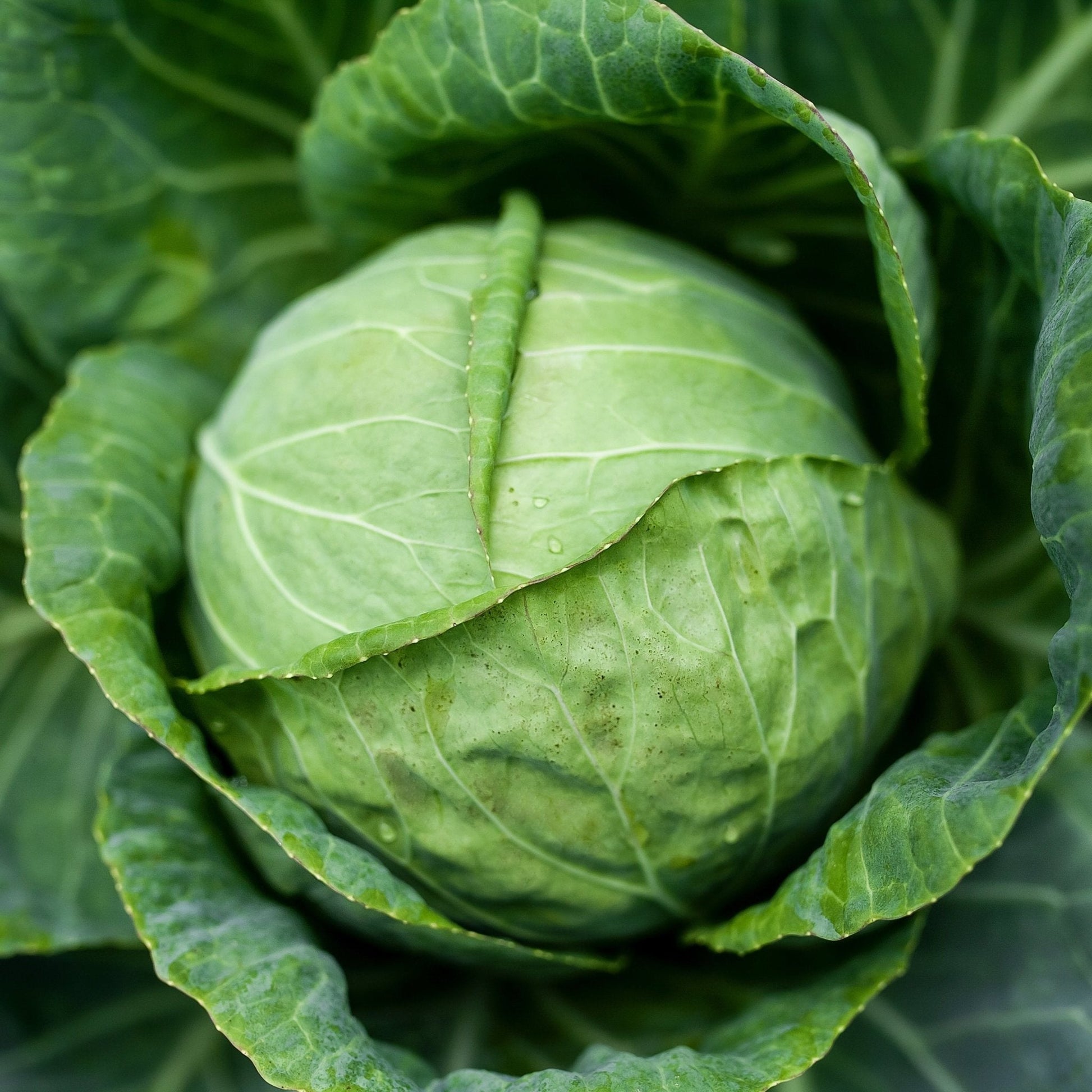 Danish Ballhead cabbage seeds from Alliance of Native Seedkeepers, fresh vegetable seeds for planting and gardening.