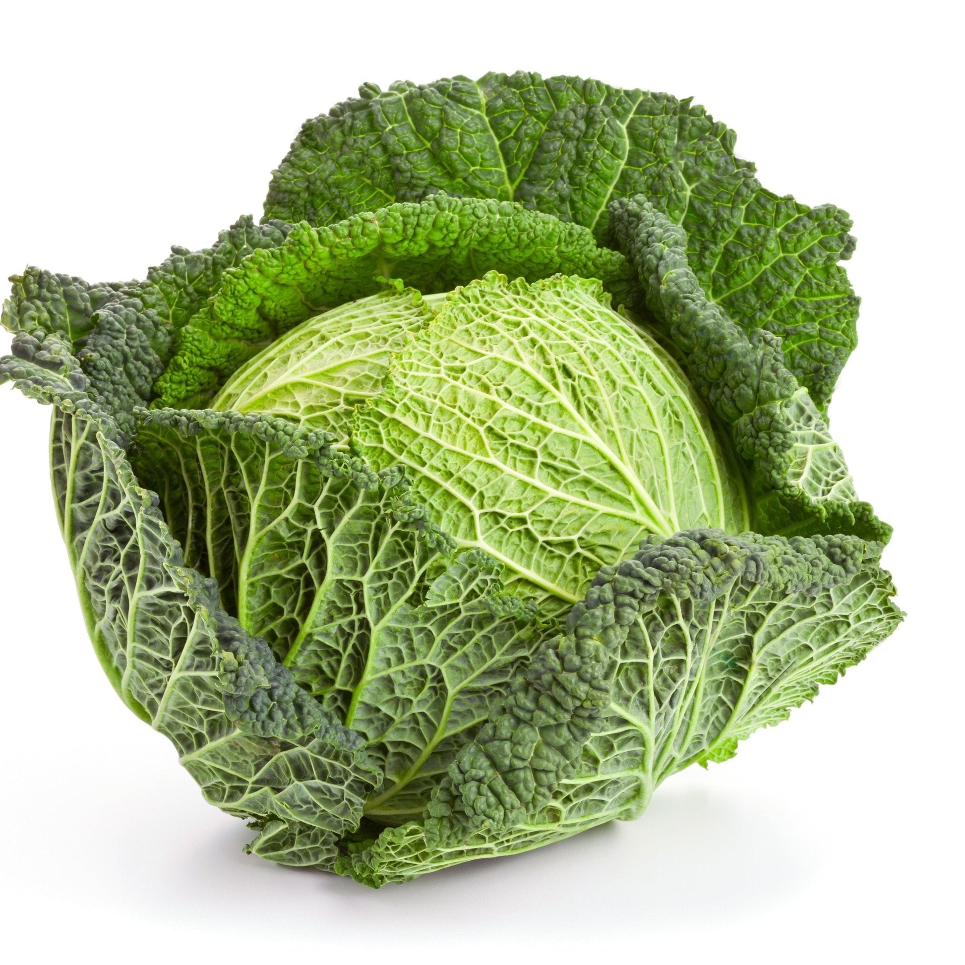 Savoy Perfection cabbage seeds from Alliance of Native Seedkeepers, vegetable seeds for planting healthy, flavorful cabbage plants.