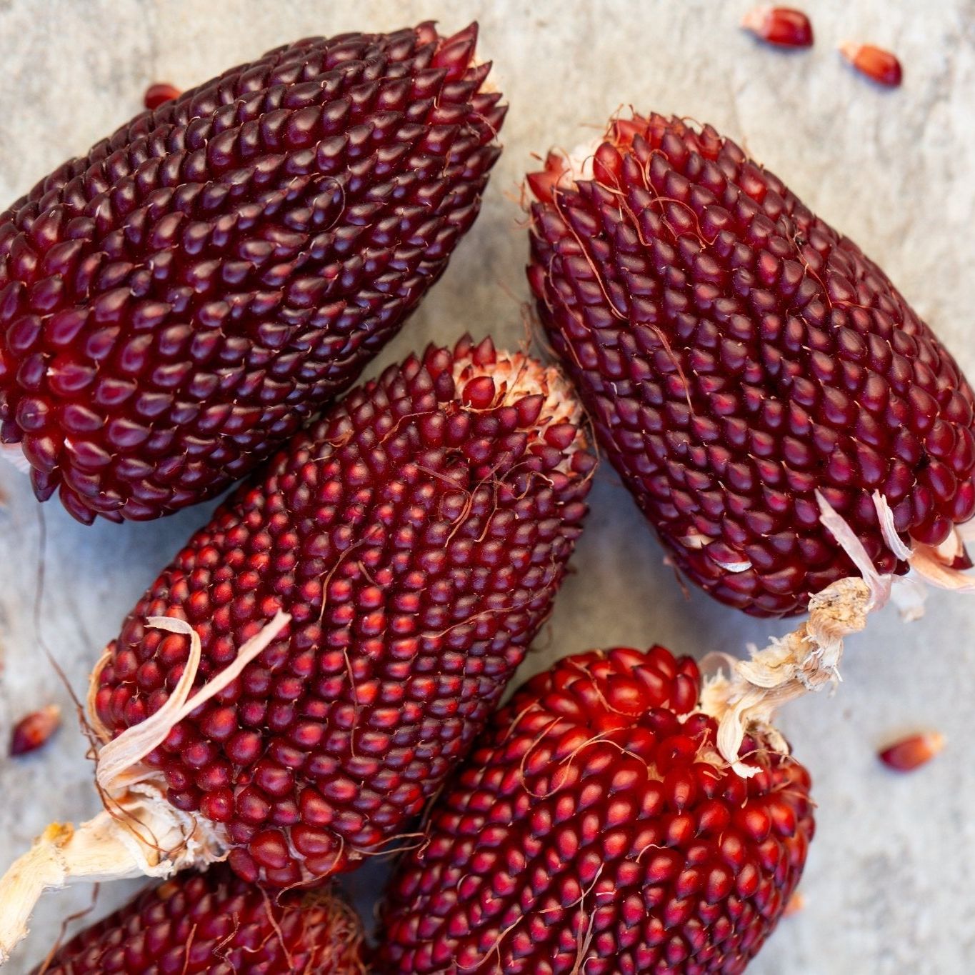 Red Strawberry Popcorn vegetable seeds from Alliance of Native Seedkeepers, showing vibrant red popcorn kernels in the image.