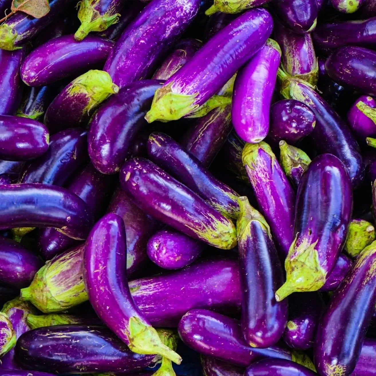 Eggplant seeds from the Alliance of Native Seedkeepers, Pingtung Long variety, showcasing healthy vegetable seed packets.