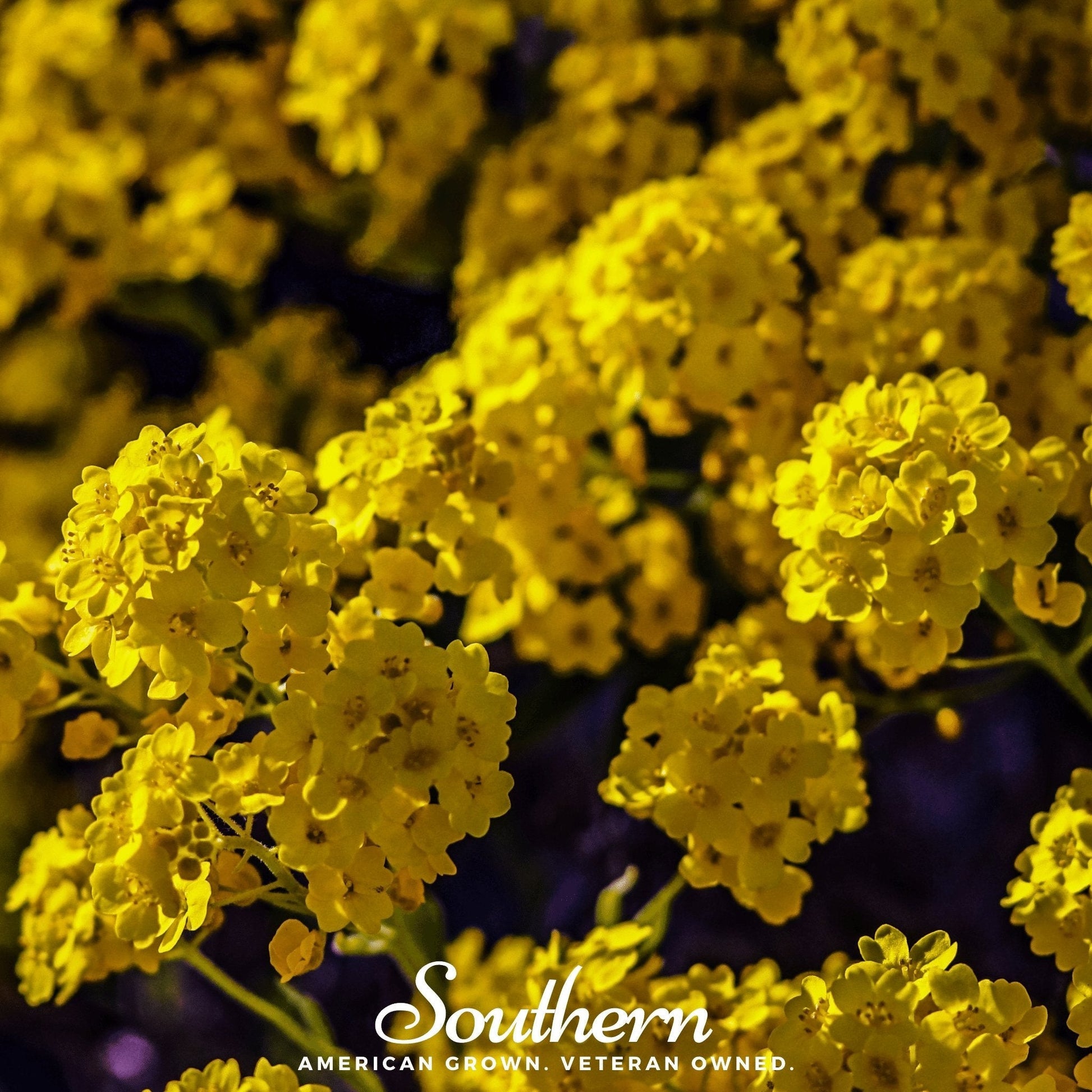 Basket of Gold Alyssum in a container, showing vibrant yellow flowers, from Southern Seeds' 100 seed packet.