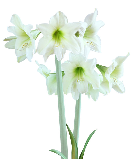 BloomingBulb Lemon Sorbet® Sonatini Amaryllis bulb, 16-20 cm, ready to grow with vibrant flower buds and sturdy stem.