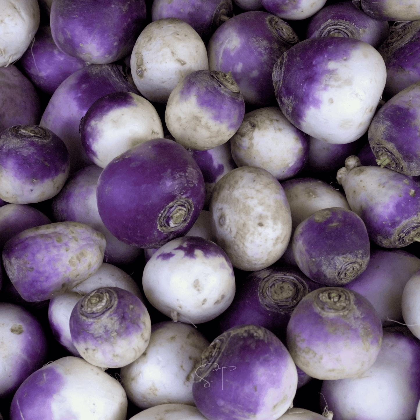 Packet of Southern Seeds American Purple Top Rutabaga seeds, showcasing bright purple and green rutabaga roots and seed packet design.