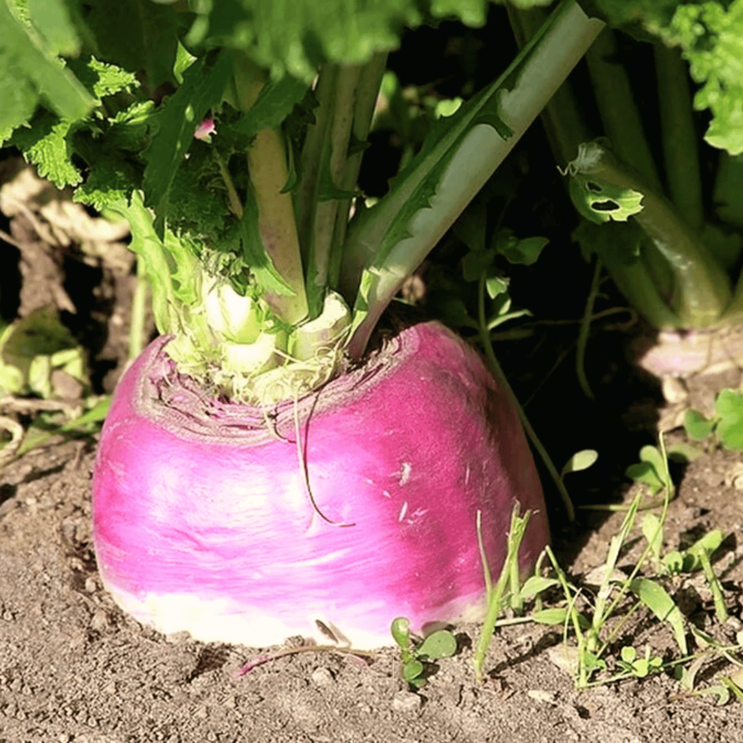 Packet of Southern Seeds American Purple Top Rutabaga seeds, featuring 200 seeds for planting and gardening.