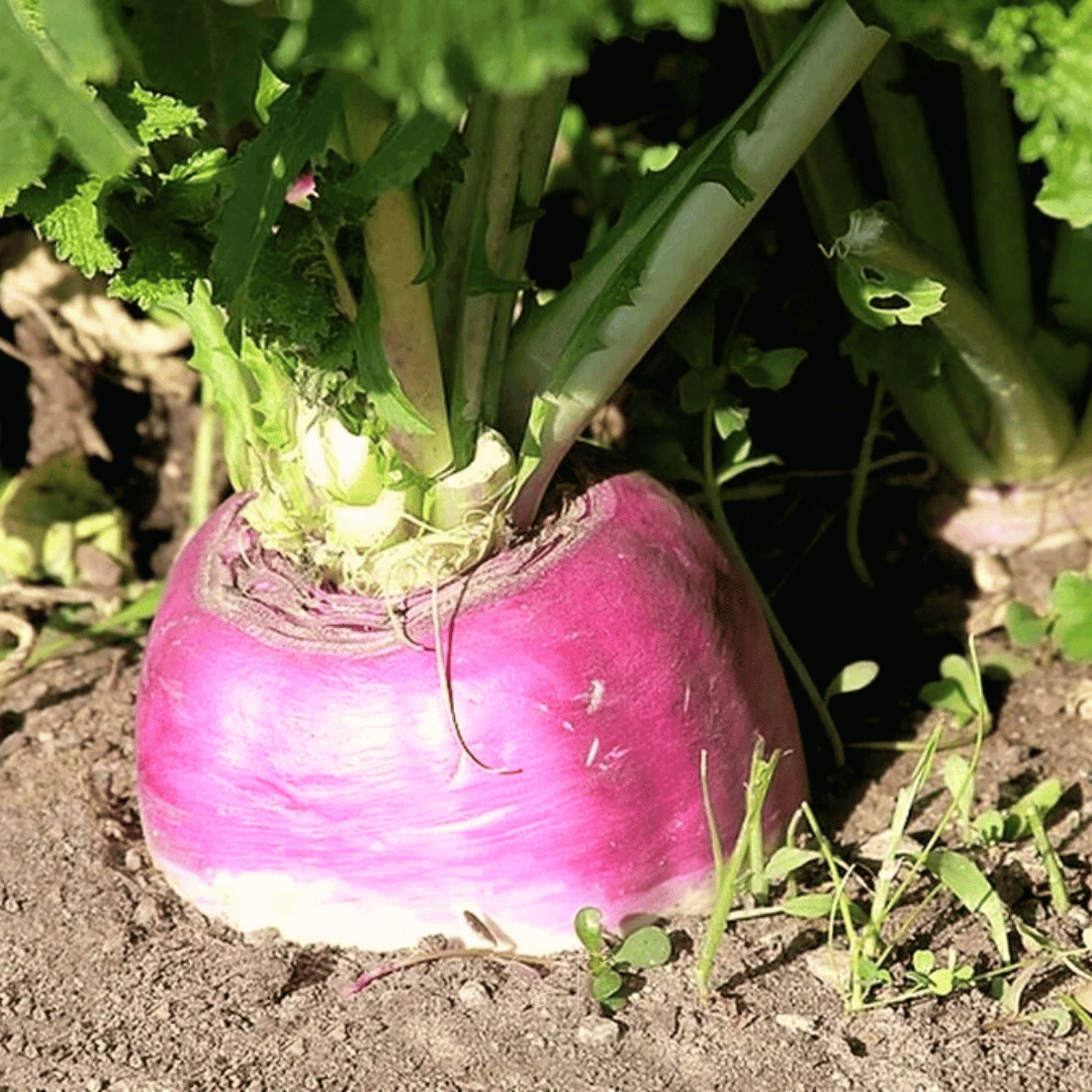 Packet of Southern Seeds American Purple Top Rutabaga seeds, featuring 200 seeds for planting and gardening.