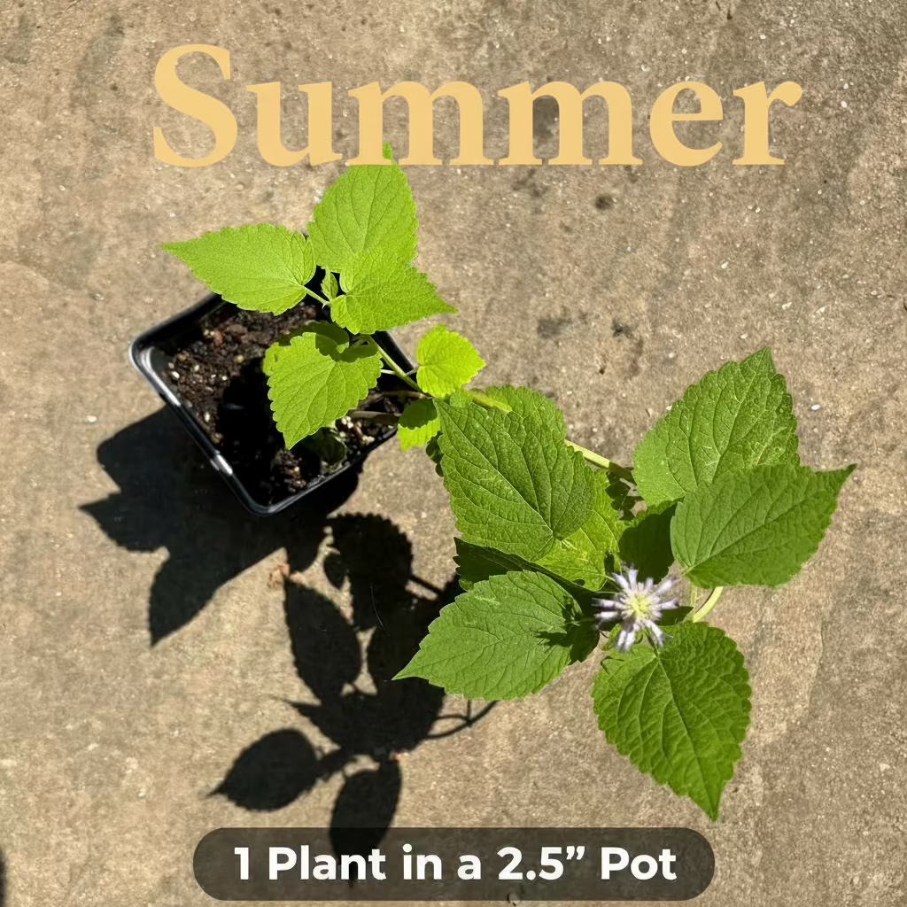 Anise Hyssop Live Plants (Agastache rugosa) – White & Purple Mix, Deer Resistant Perennial, Zones 4–9