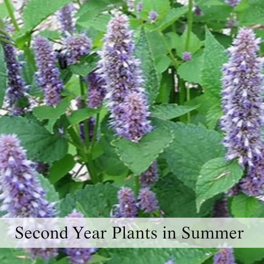 Anise Hyssop Live Plant – Agastache foeniculum – Native Pollinator Perennial – Zones 3–9
